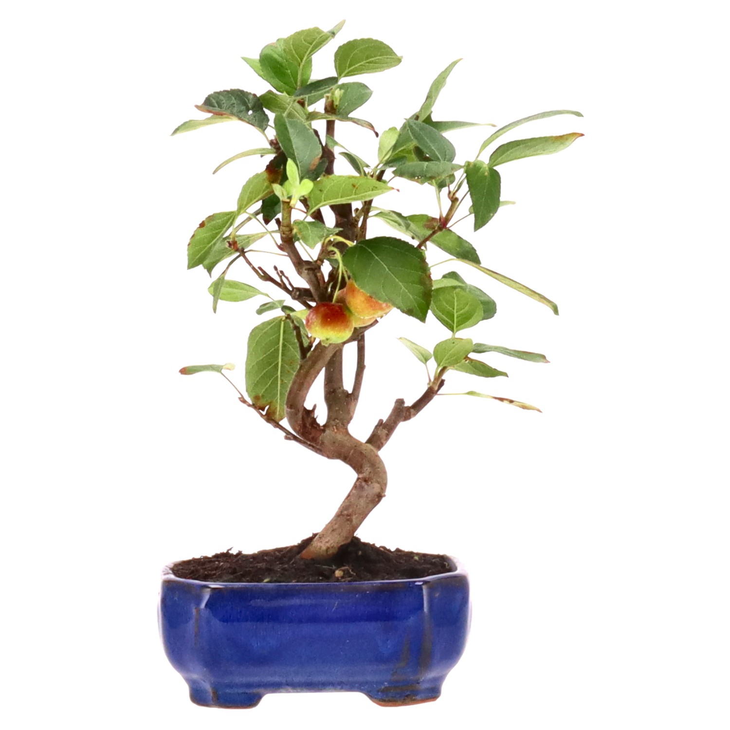 Zierapfel, ca. 8 J. (26 cm)