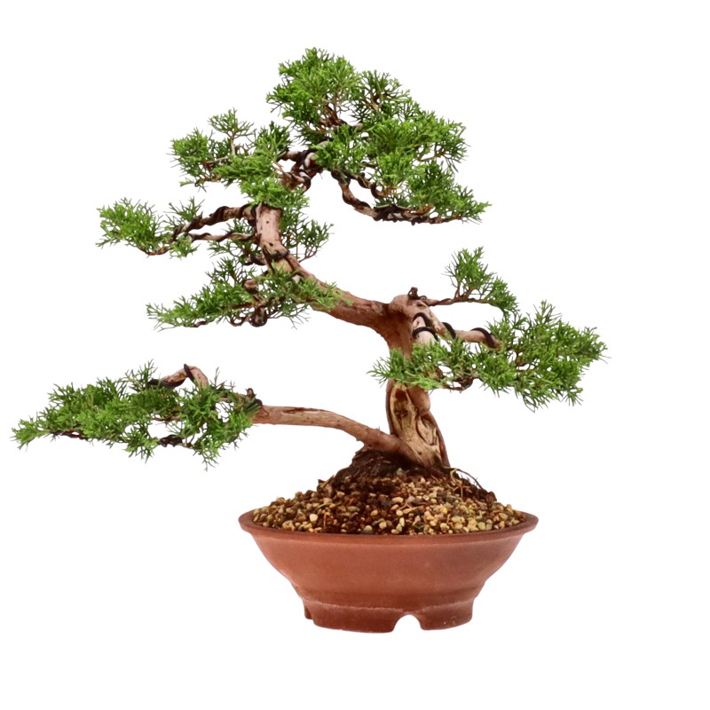 bonsai.fallbackImageTitle bonsai.fallbackImageTitle