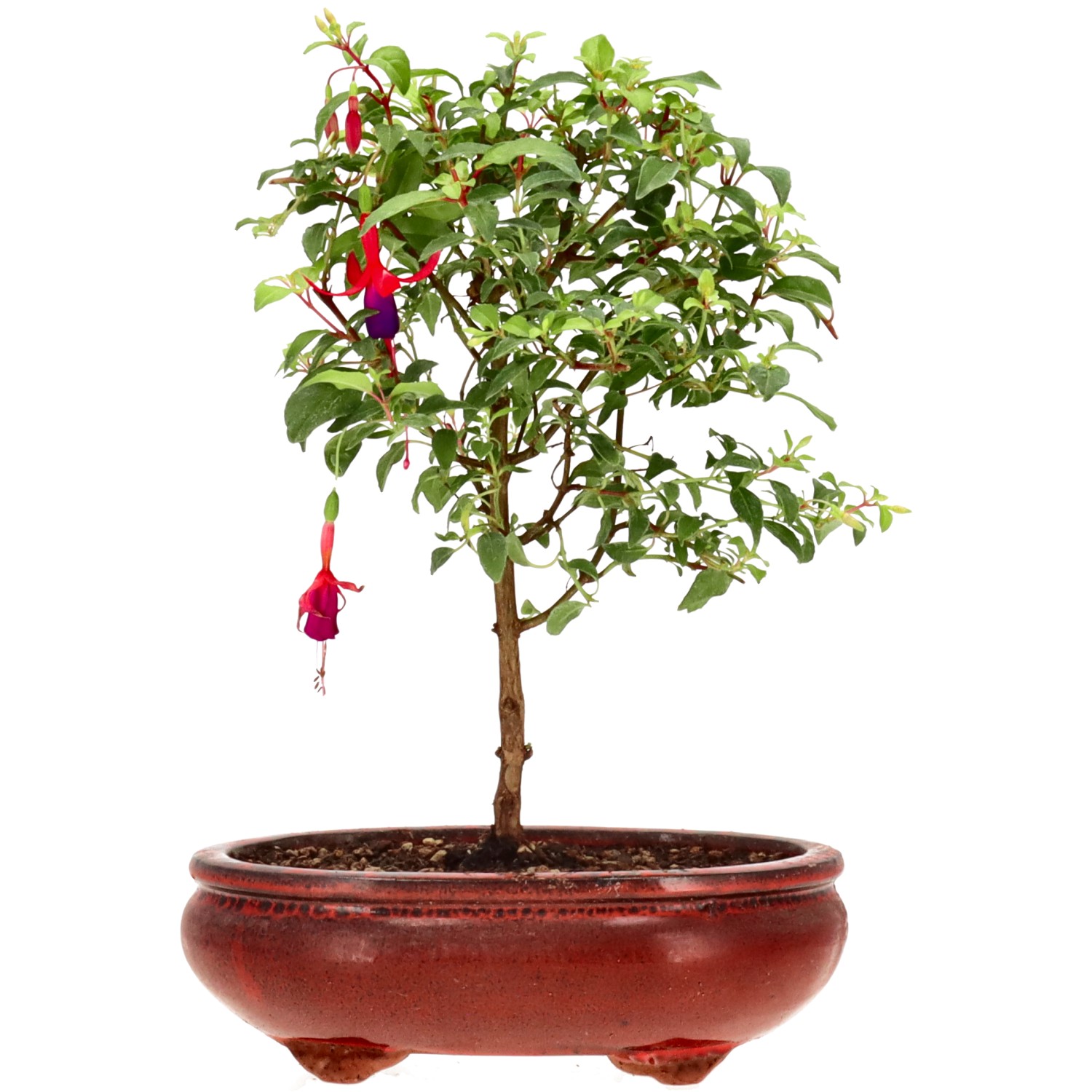 Fuchsie 'Benii', ca. 4 J. (25 cm)