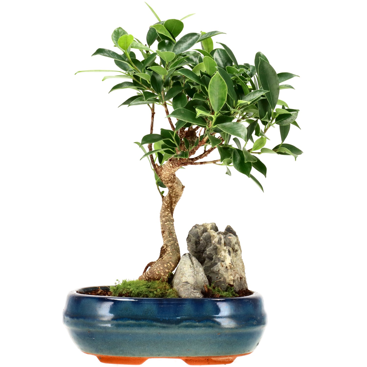 Chin. Feigenbaum (Retusa), ca. 8 J. (27 cm)