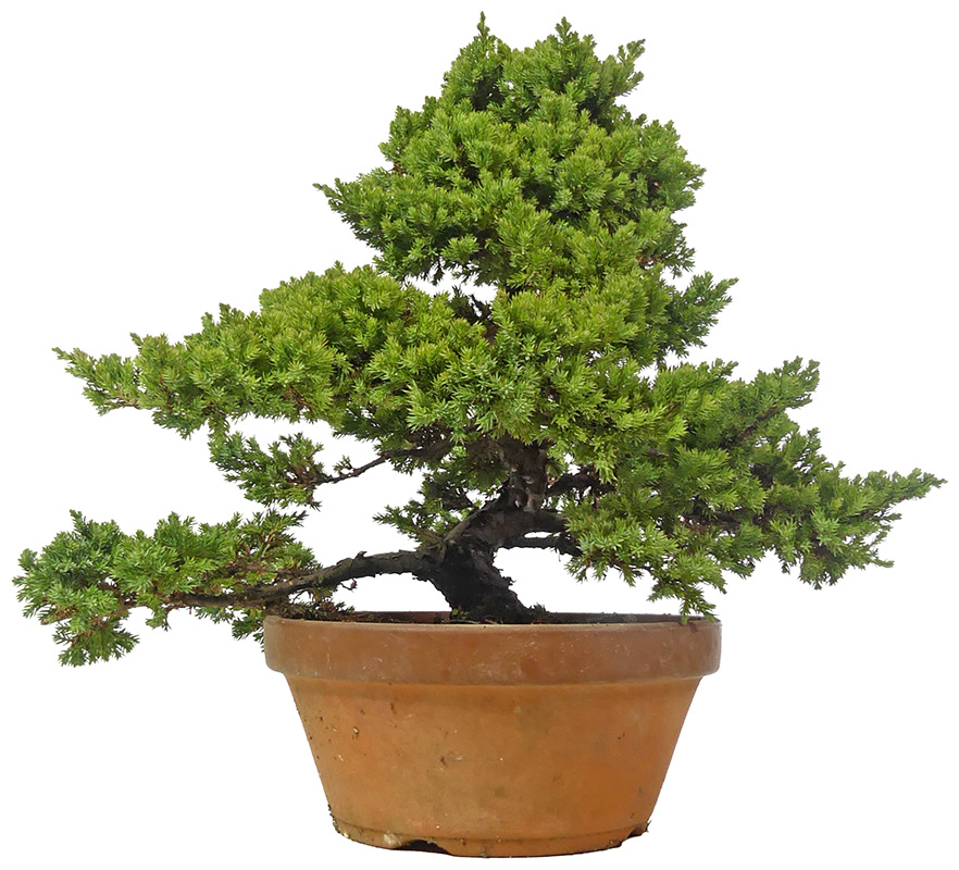 bonsai.fallbackImageTitle