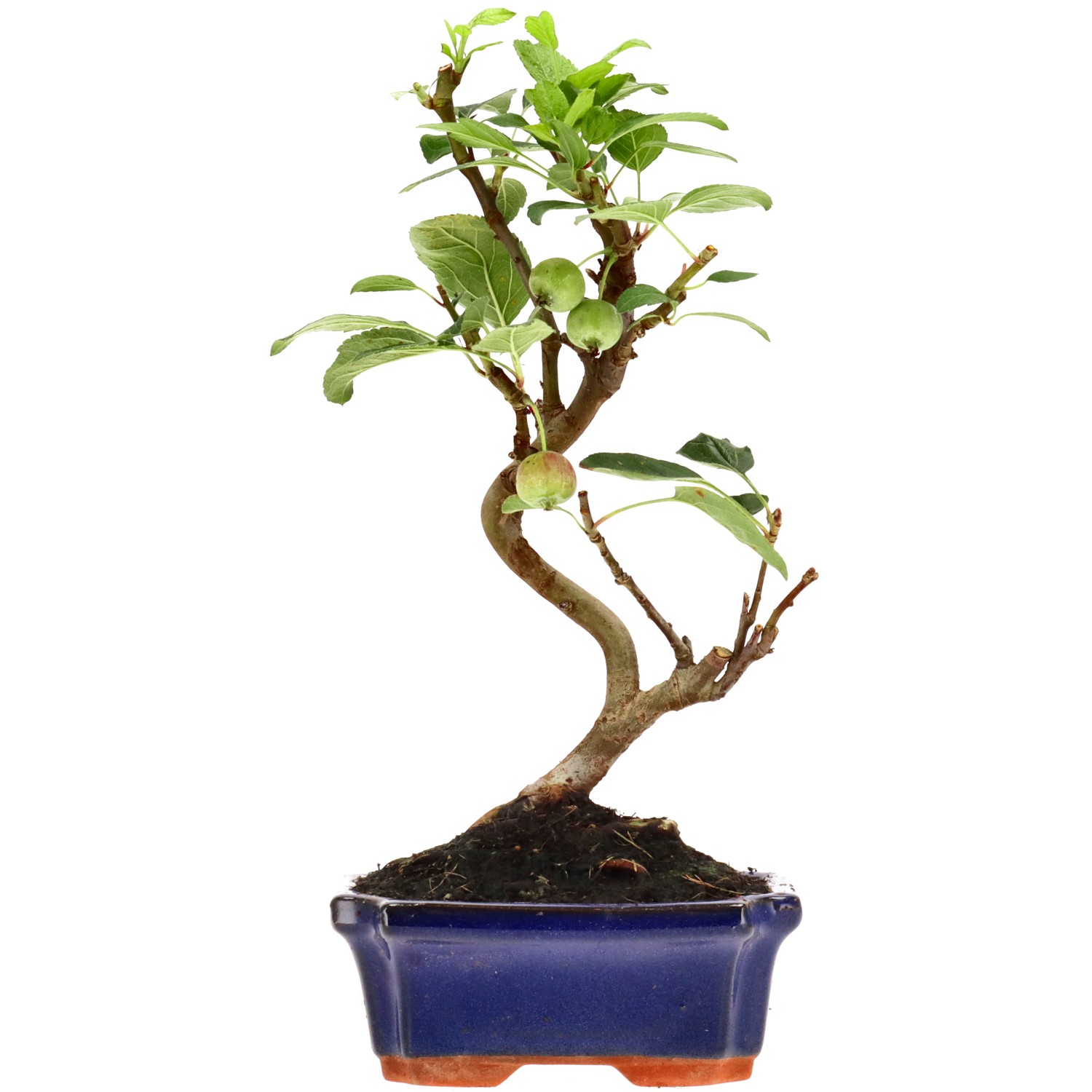 Zierapfel, ca. 7 J. (27 cm)