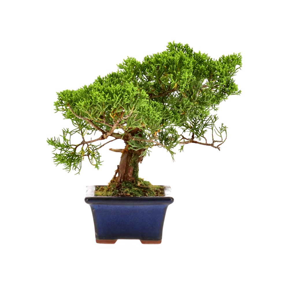 bonsai.fallbackImageTitle