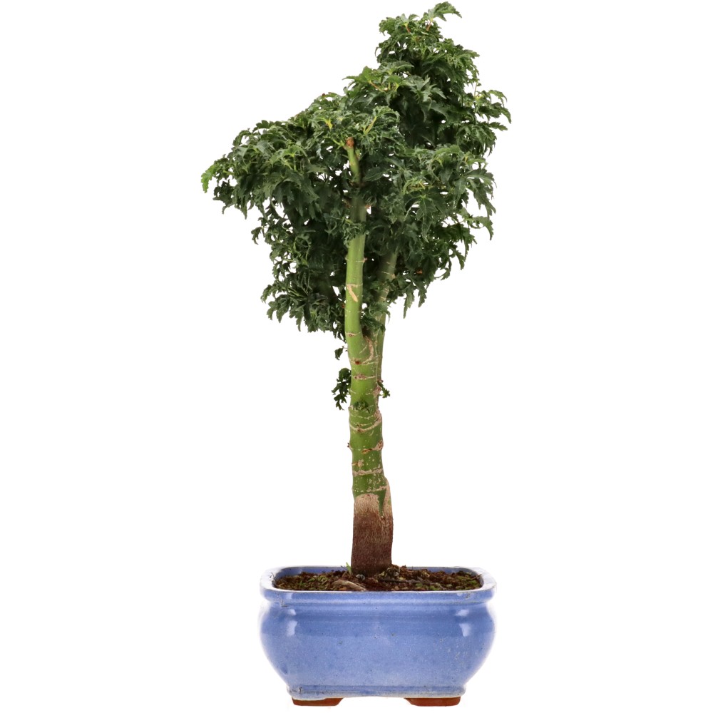 bonsai.fallbackImageTitle