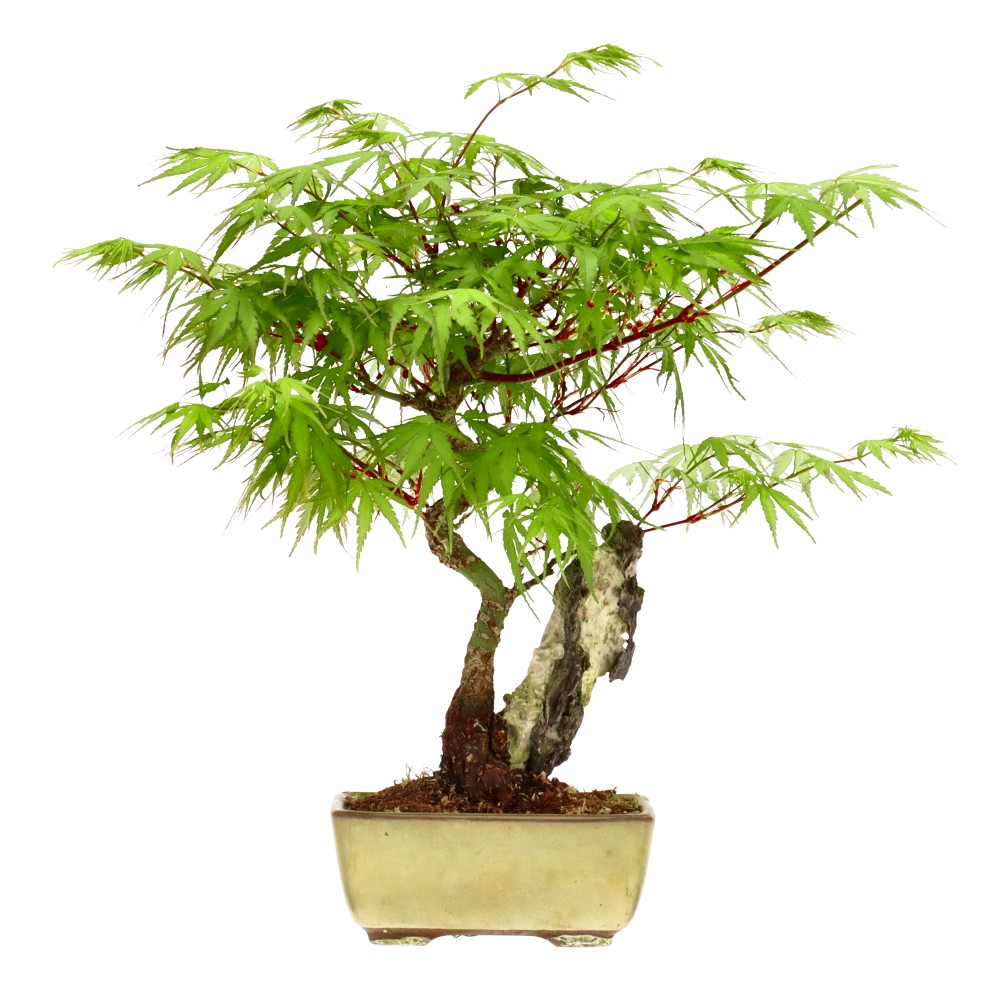 Érable palmé, env. 12 ans (27 cm)
