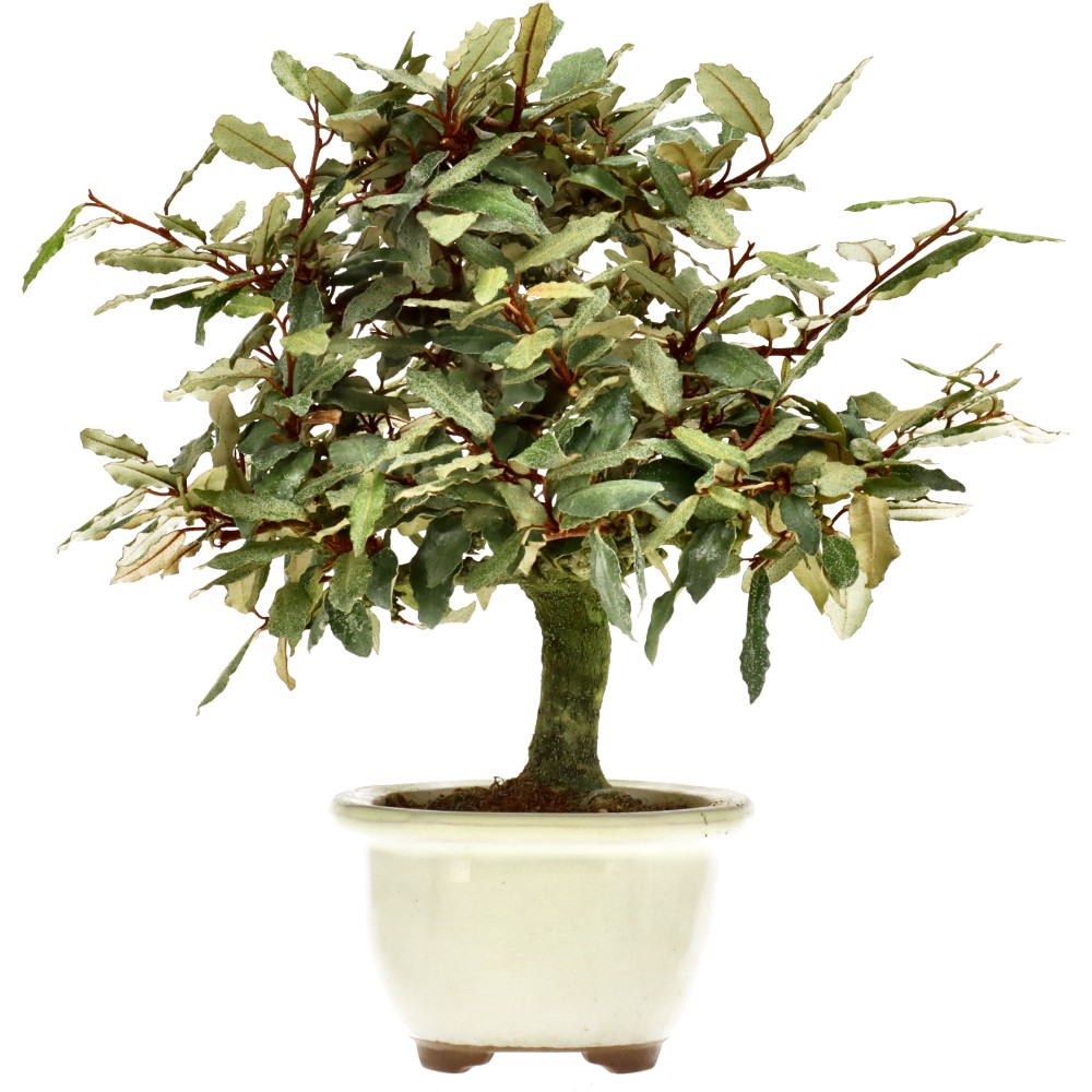 Bladverliezende Olijfwilg, ca. 15 j. (24 cm)