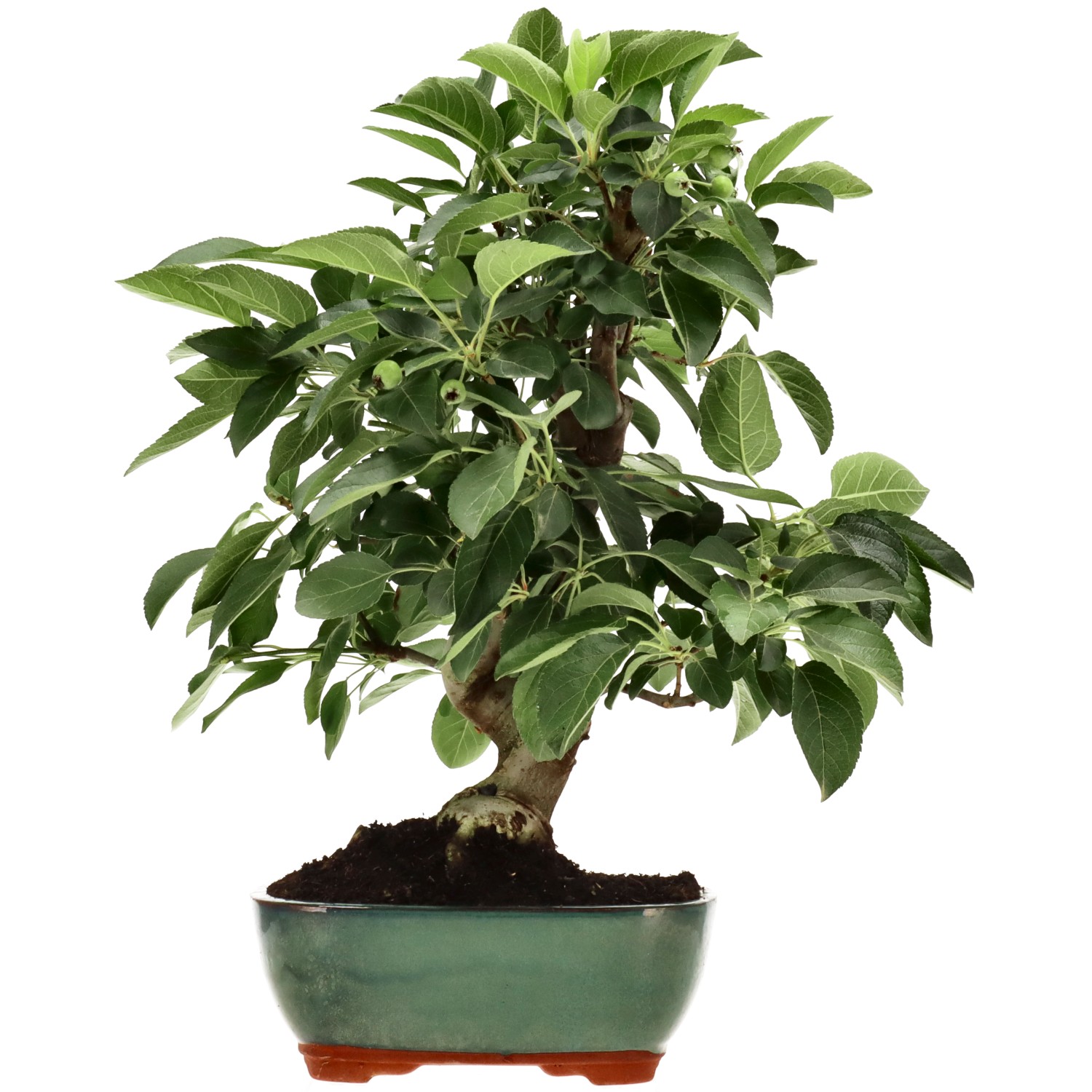 Zierapfel, ca. 13 J. (37 cm)