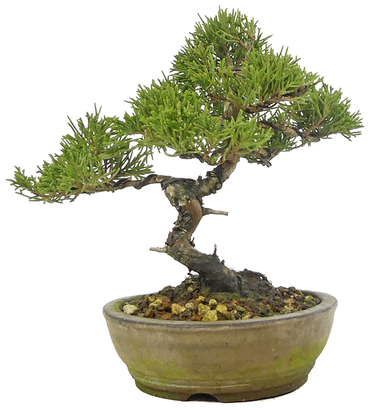 bonsai.fallbackImageTitle bonsai.fallbackImageTitle