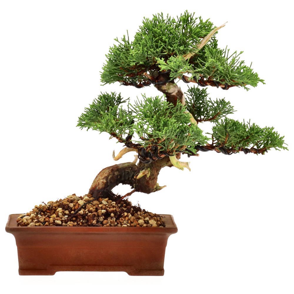 bonsai.fallbackImageTitle