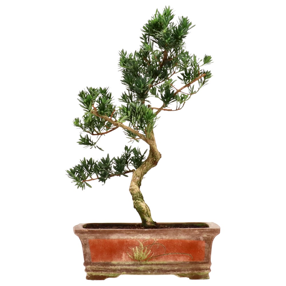 Chin. Steineibe, ca. 15 J. (57 cm)