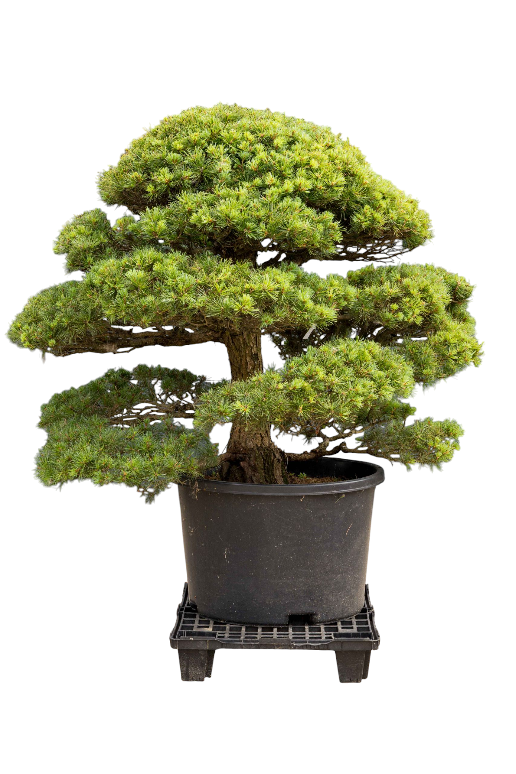 bonsai.fallbackImageTitle