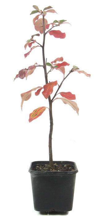 Cotogno cinese, ca. 2 anni (10-30 cm)