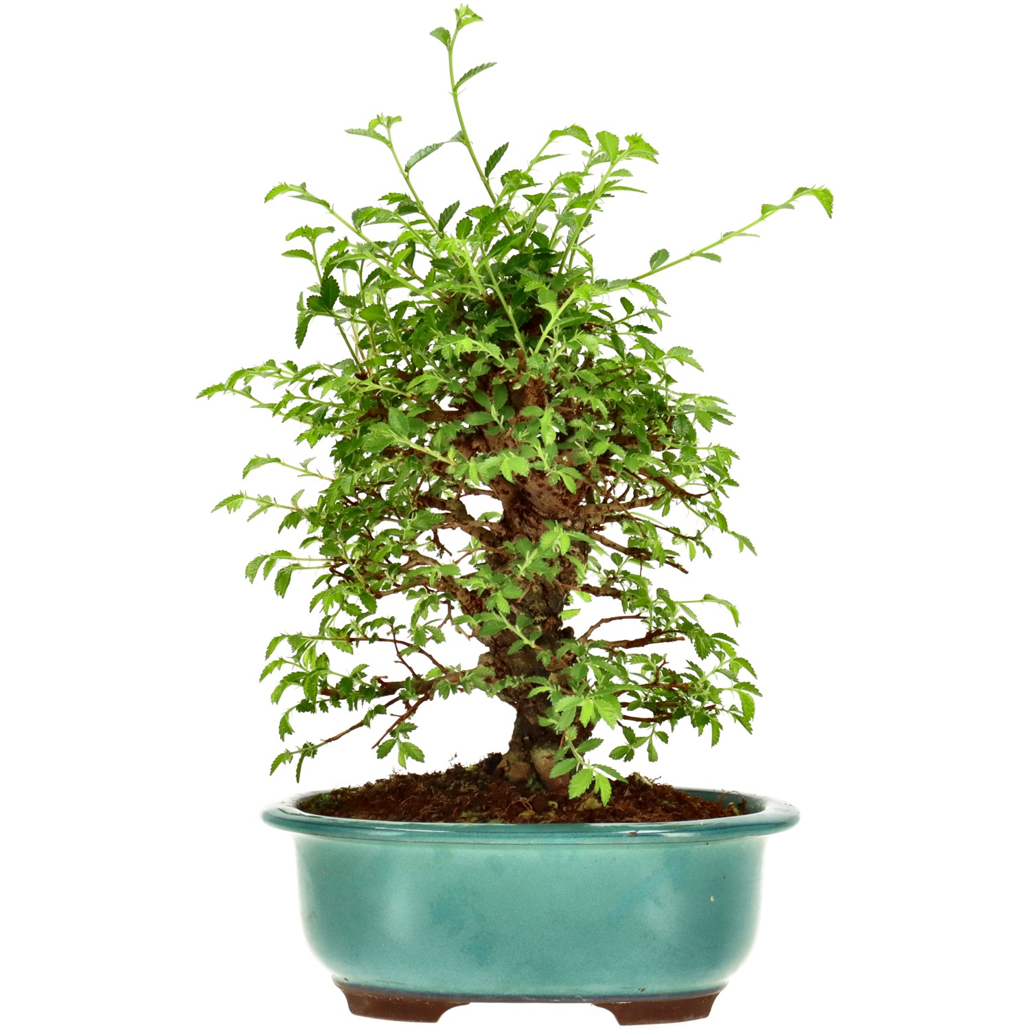 Orme du Japon, env. 14 ans (27 cm)
