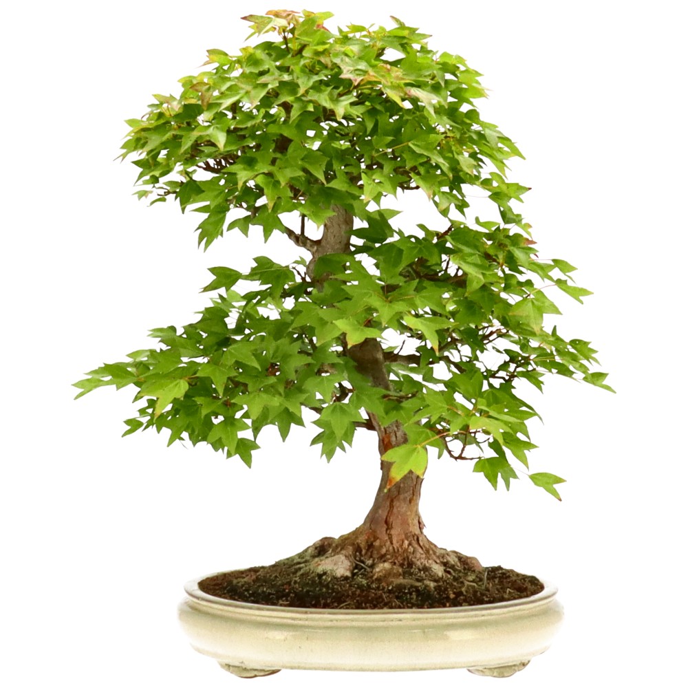 Dreispitzahorn, ca. 40 J. (56 cm) Dreispitzahorn, ca. 40 J. (56 cm)