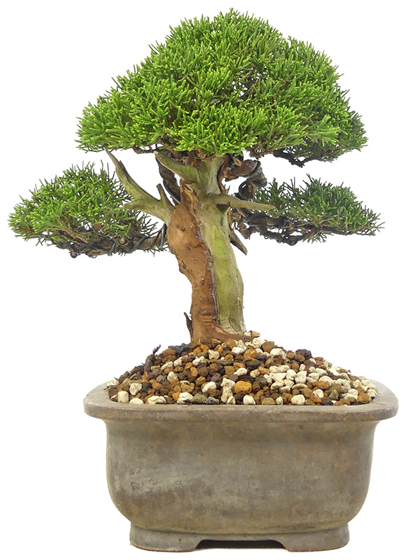 bonsai.fallbackImageTitle bonsai.fallbackImageTitle