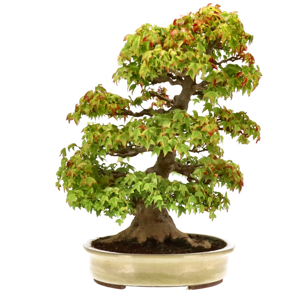 bonsai.fallbackImageTitle