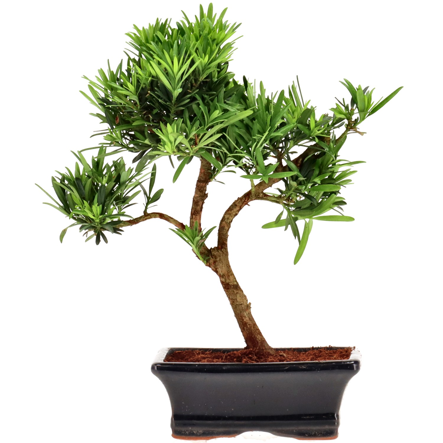 Pino cinese, ca. 7 anni (25 cm)