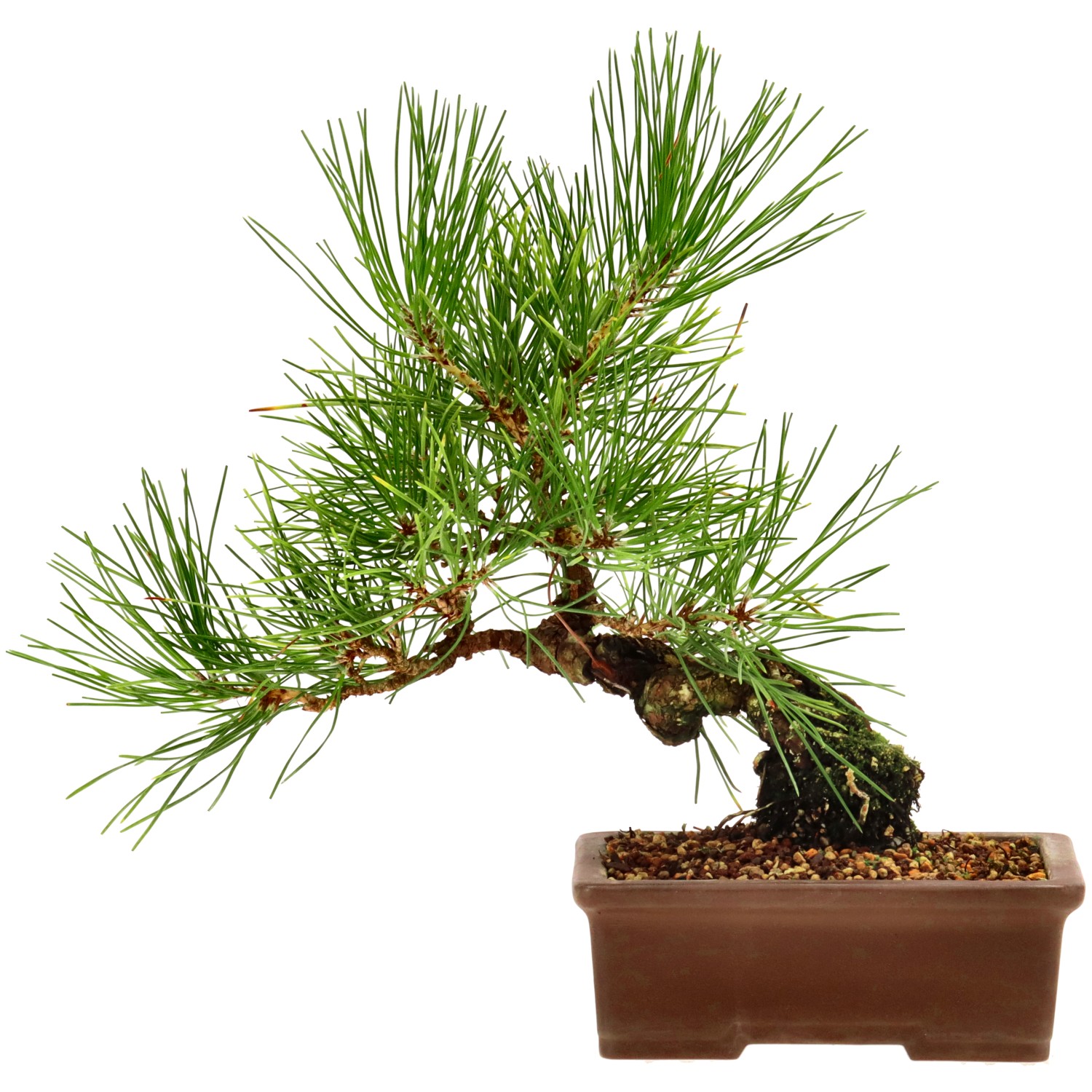 Japanese black pine, approx. 10 y. (19 cm)