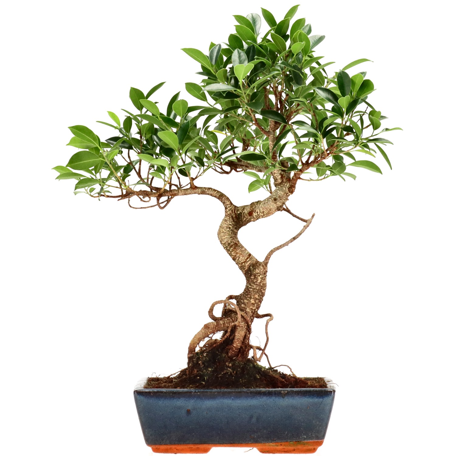 Vijgenboom, ca. 14 j. (44 cm)