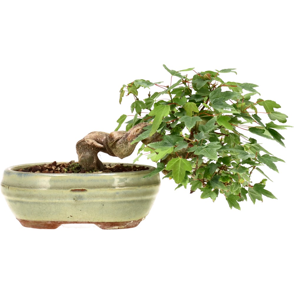 bonsai.fallbackImageTitle bonsai.fallbackImageTitle