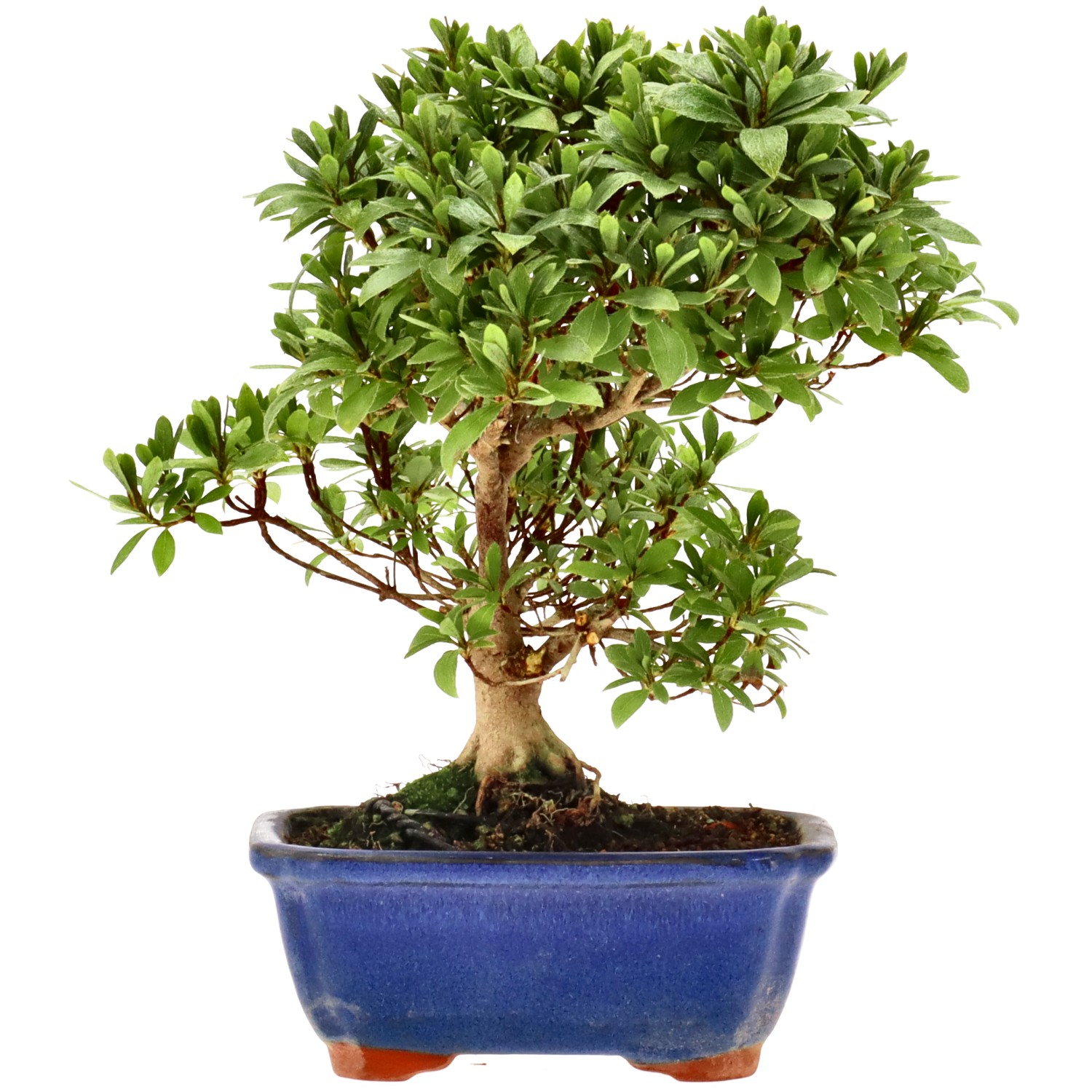 Azalea japónica, aprox. 8 años (20 cm)