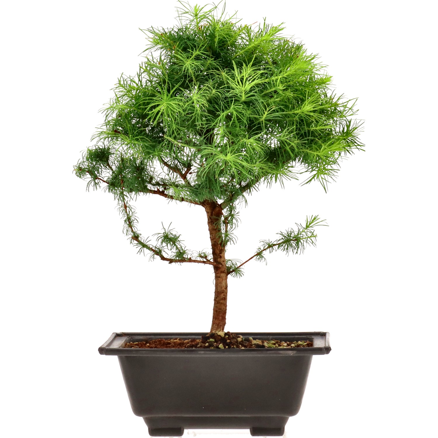 Mélèze du Japon, env. 8 ans (34 cm)