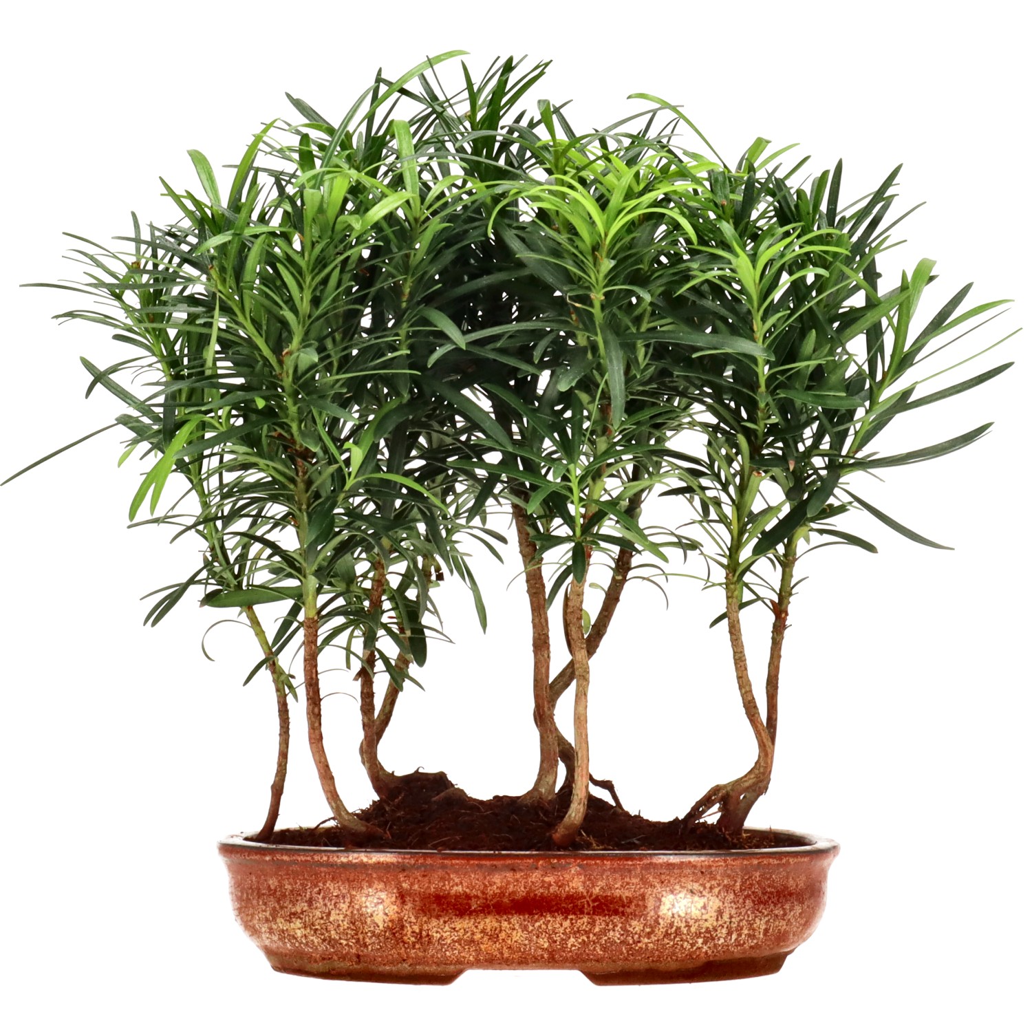 Chin. Steineibe, ca. 3 J. (25 cm)