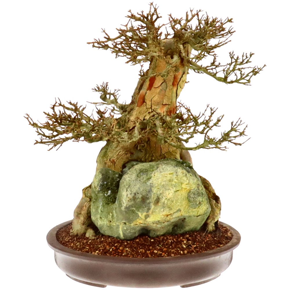 bonsai.fallbackImageTitle bonsai.fallbackImageTitle
