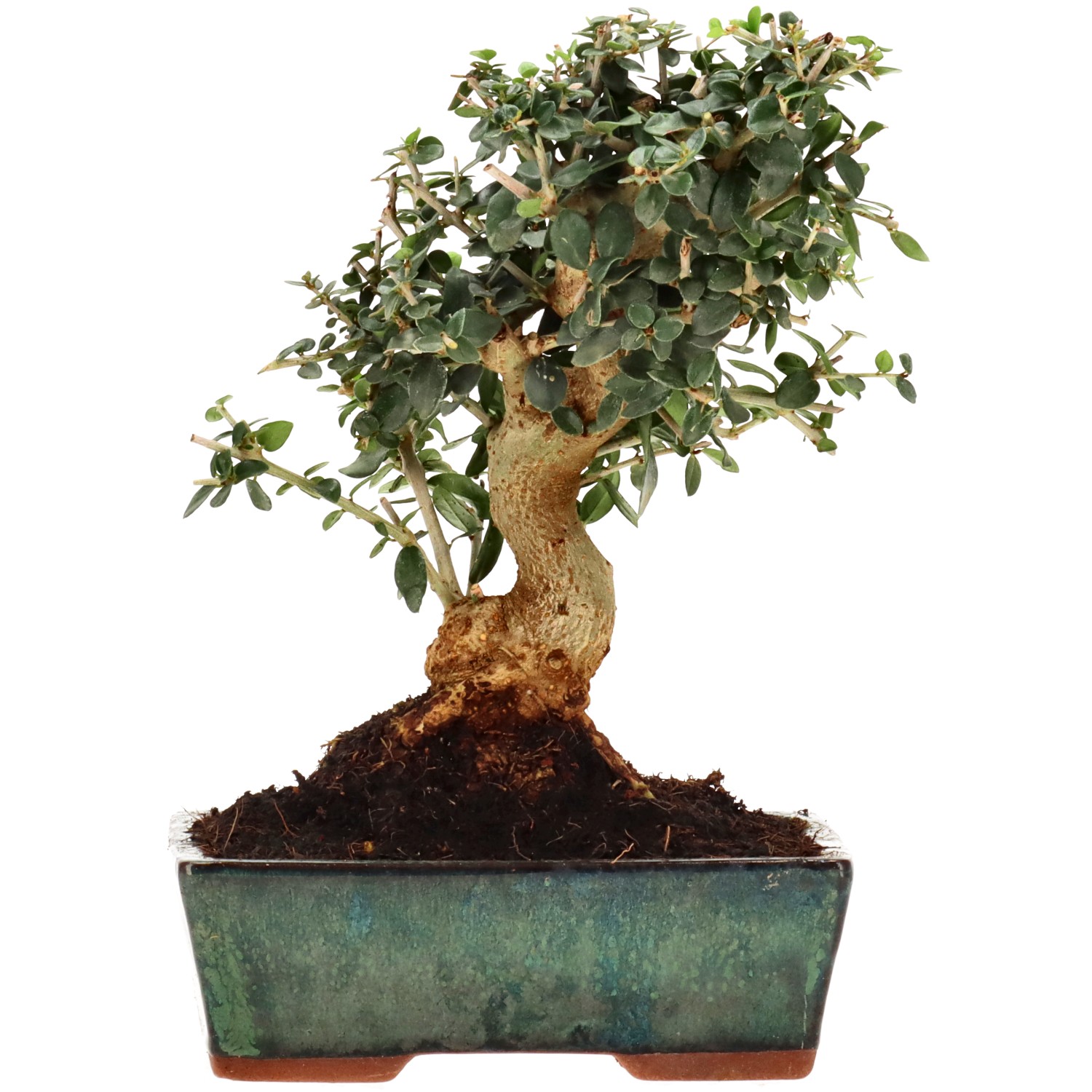 Olea sylvestris, aprox. 10 años (23 cm)