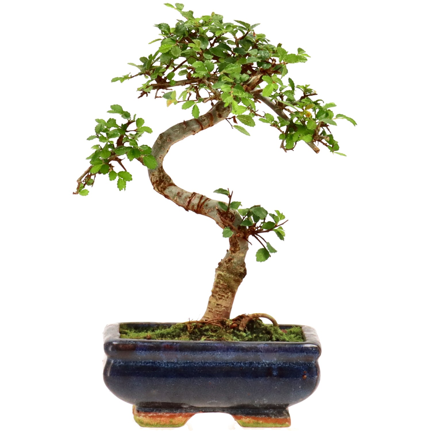 Orme de Chine, env. 7 ans (20 cm)