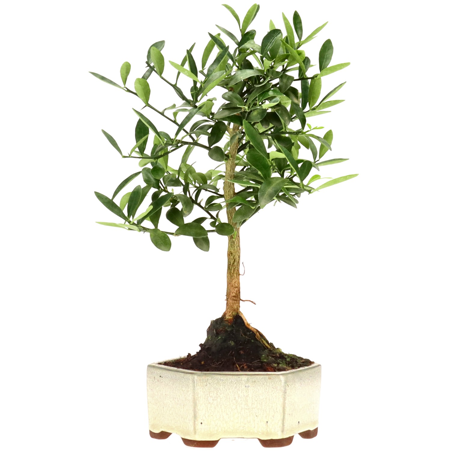 Chinotto, ca. 7 anni (29 cm)