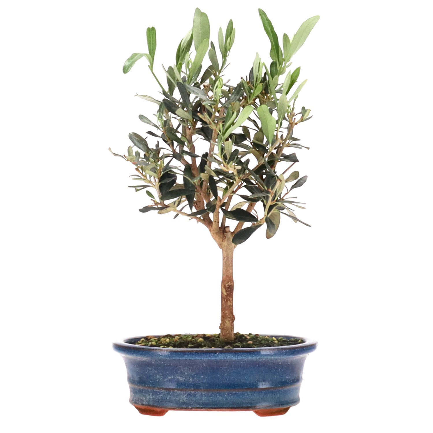 Olive, ca. 5 J. (28 cm)