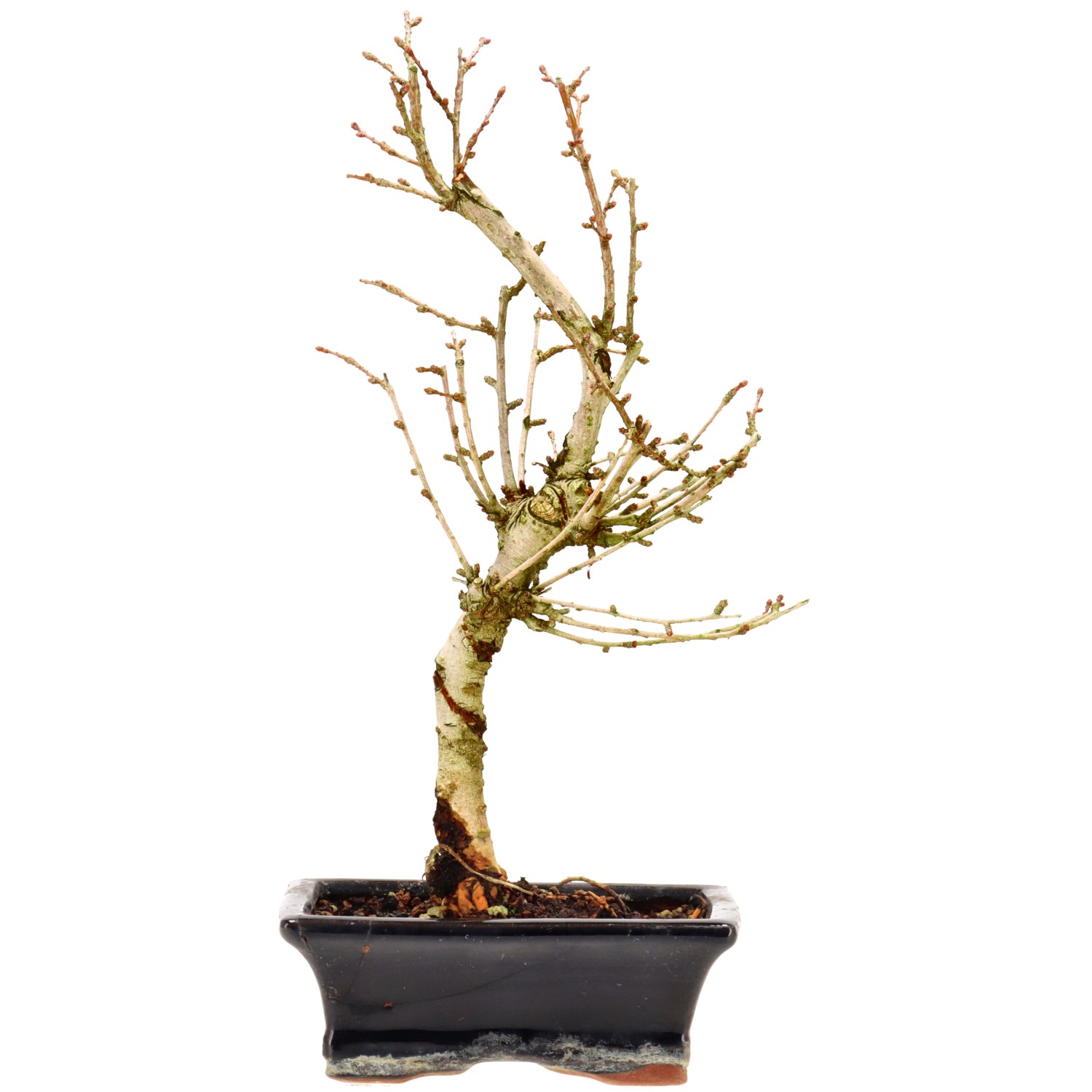 Golden Larch, approx. 7 y. (30 cm)