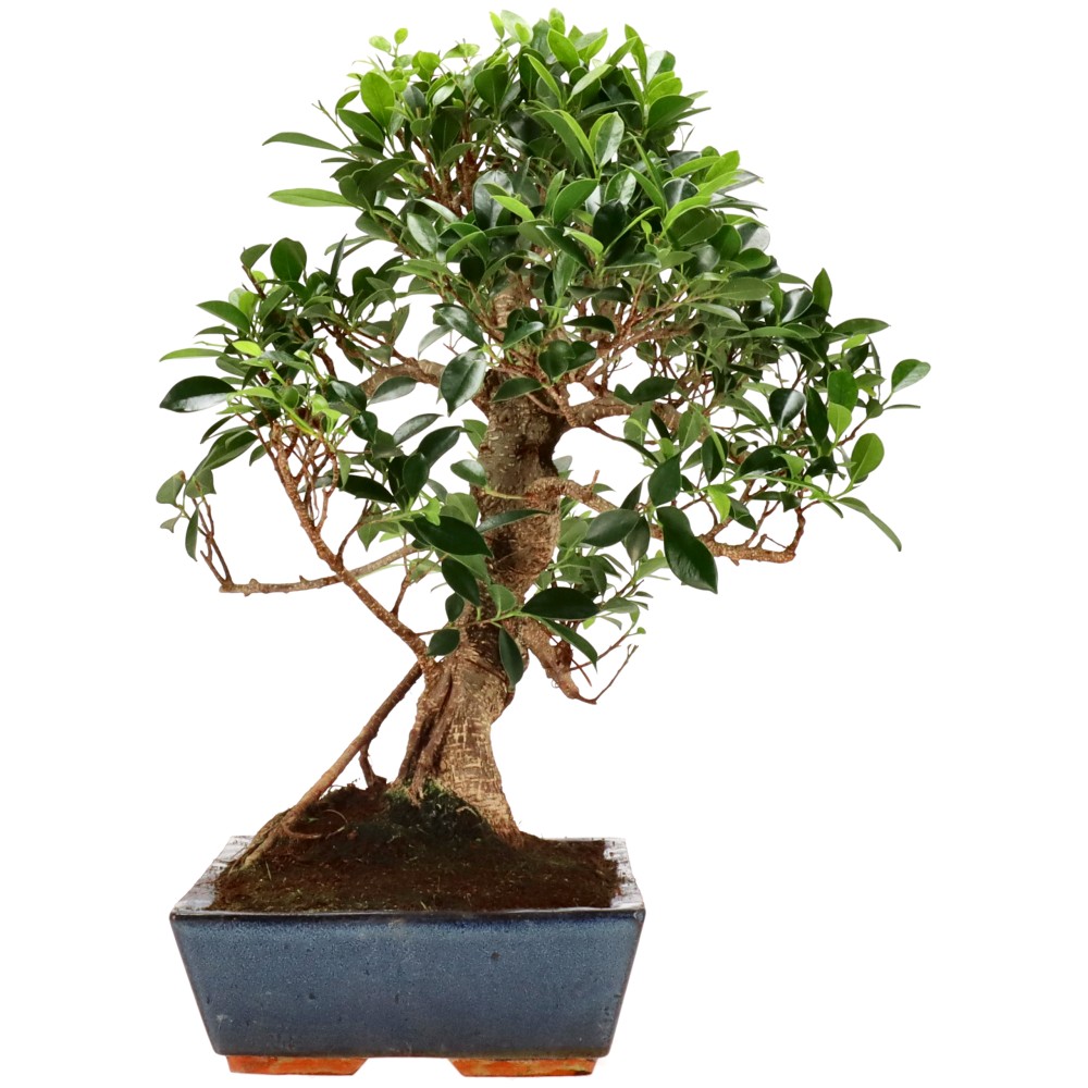 bonsai.fallbackImageTitle