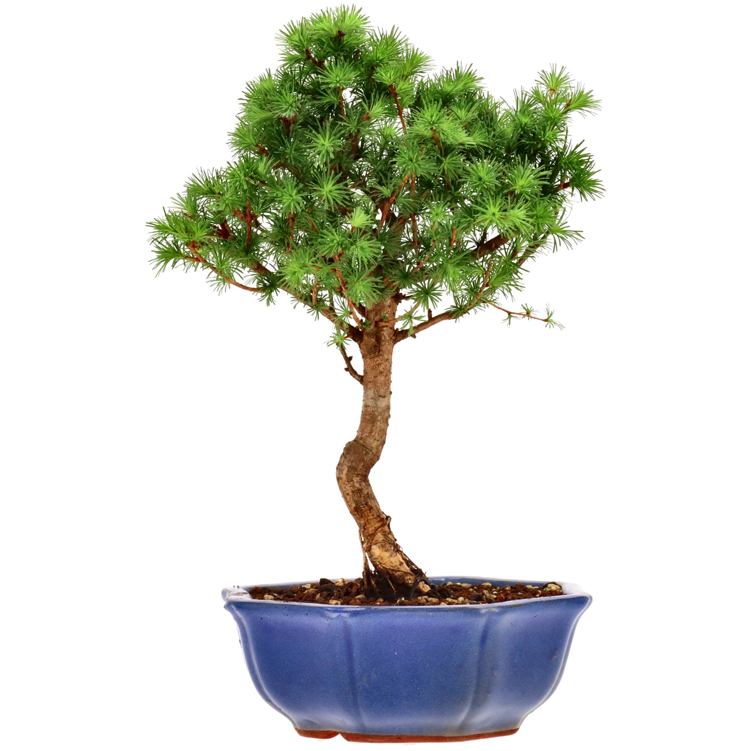 Jap. Lärche, ca. 10 J. (31 cm)