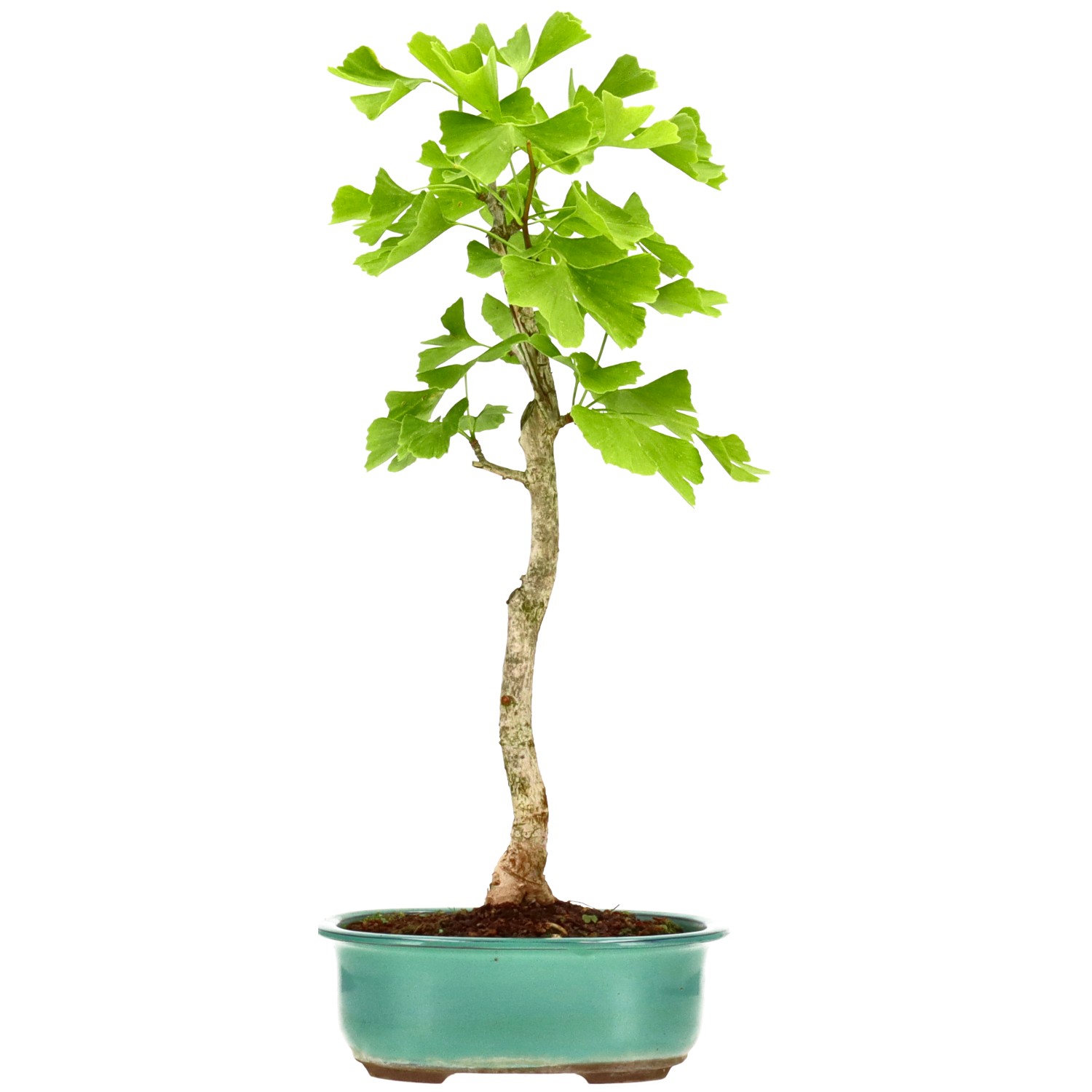 Ginkgo, ca. 10 J. (46 cm)