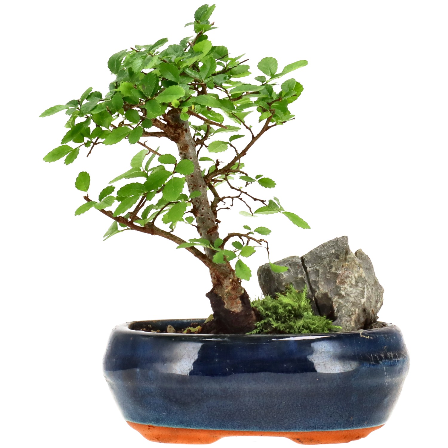 Orme de Chine, env. 6 ans (16 cm)