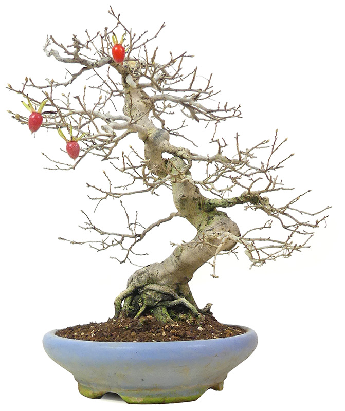 bonsai.fallbackImageTitle bonsai.fallbackImageTitle