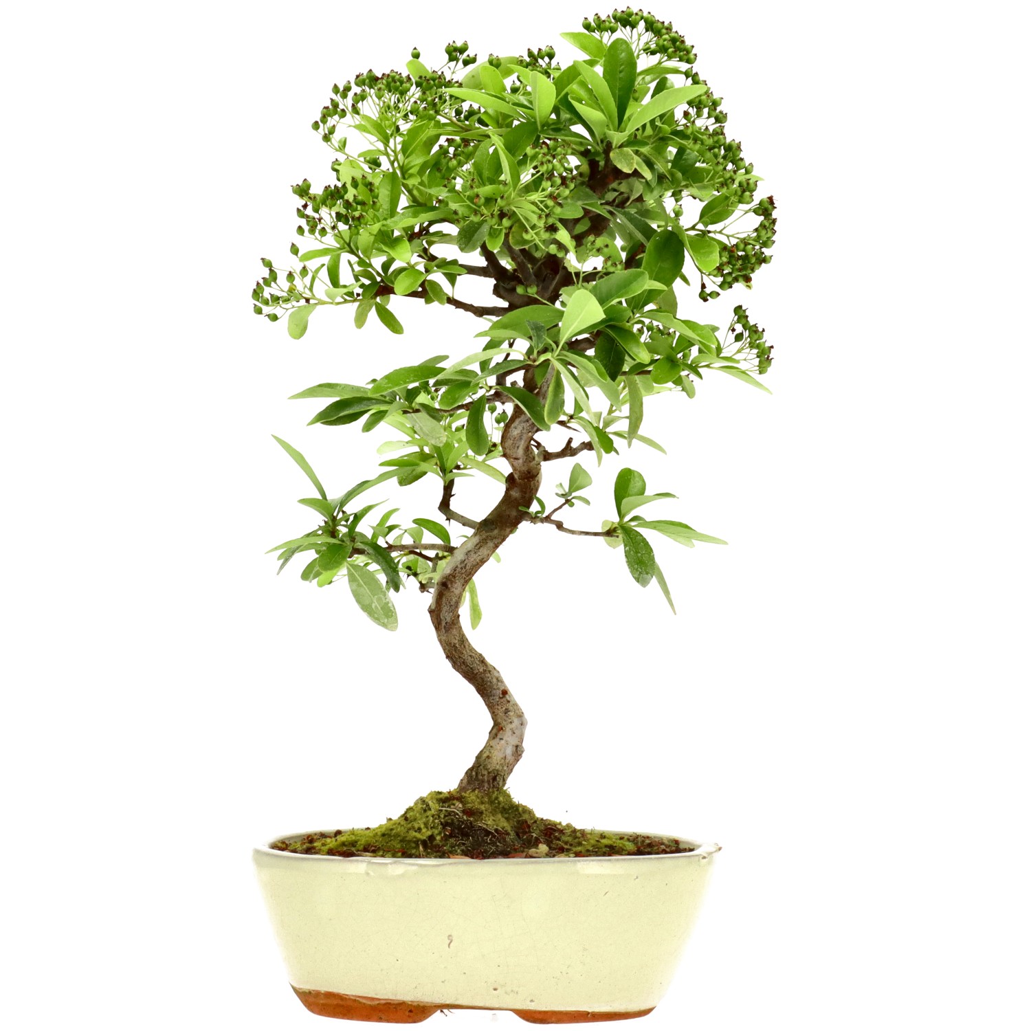 Pyracantha coccinea, env. 7 ans (33 cm)
