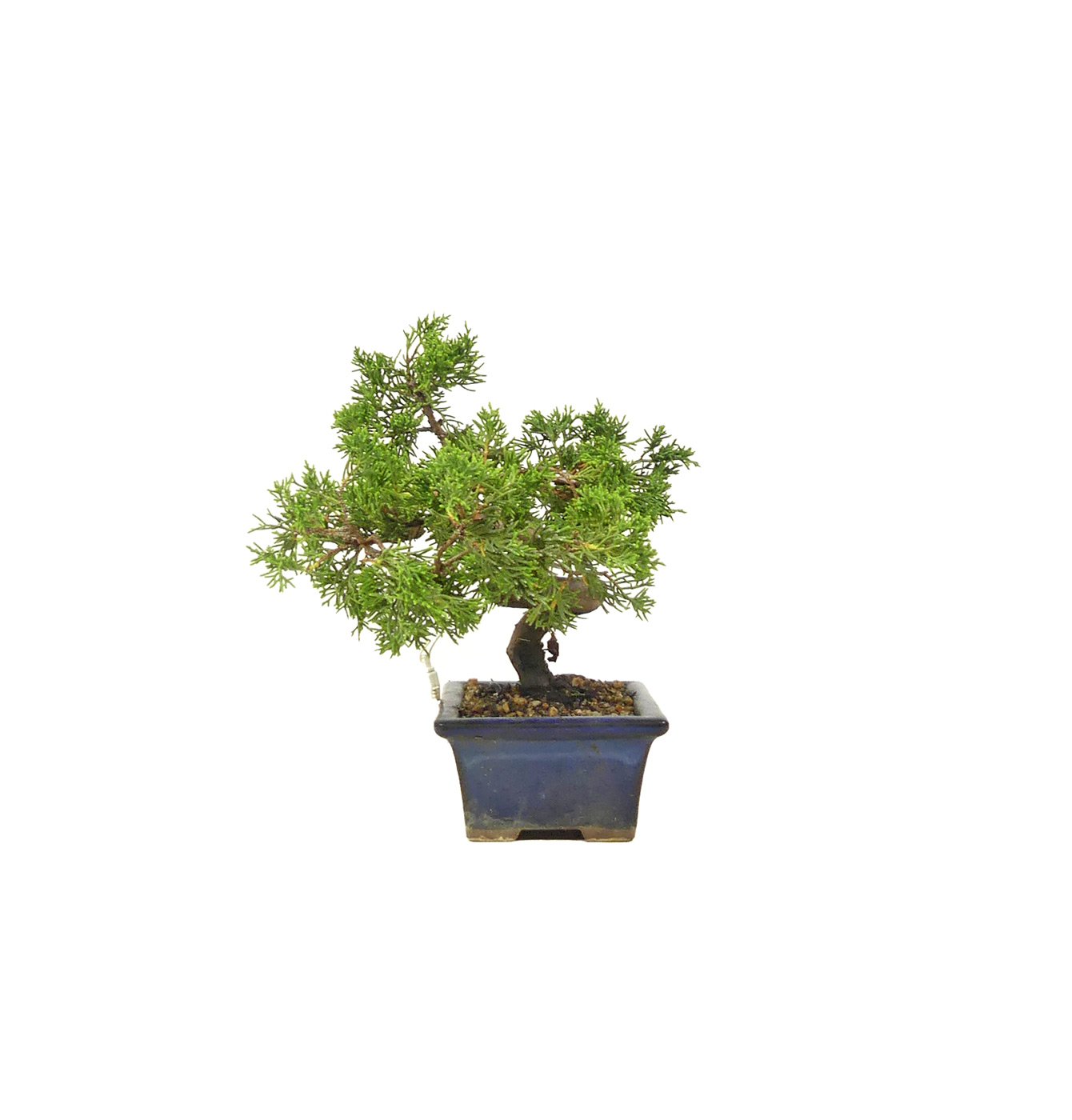 bonsai.fallbackImageTitle bonsai.fallbackImageTitle