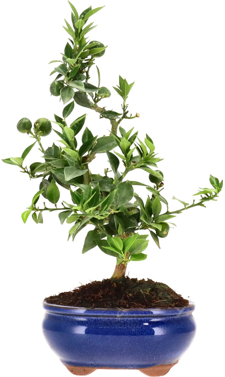 [K007] Myrtle-leaved orange tree, approx. 8 years