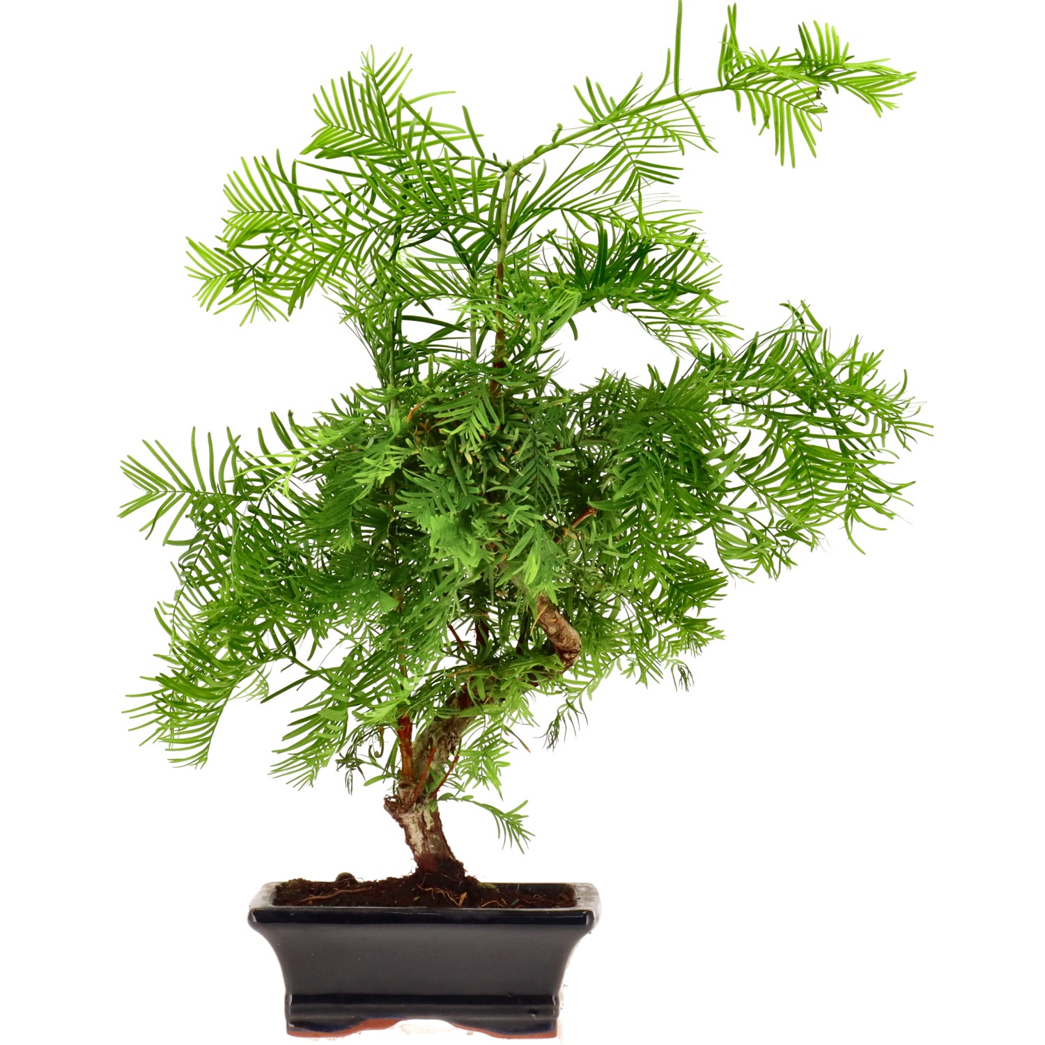 Metasequoia glyptostroboides, env. 8 ans (33 cm)