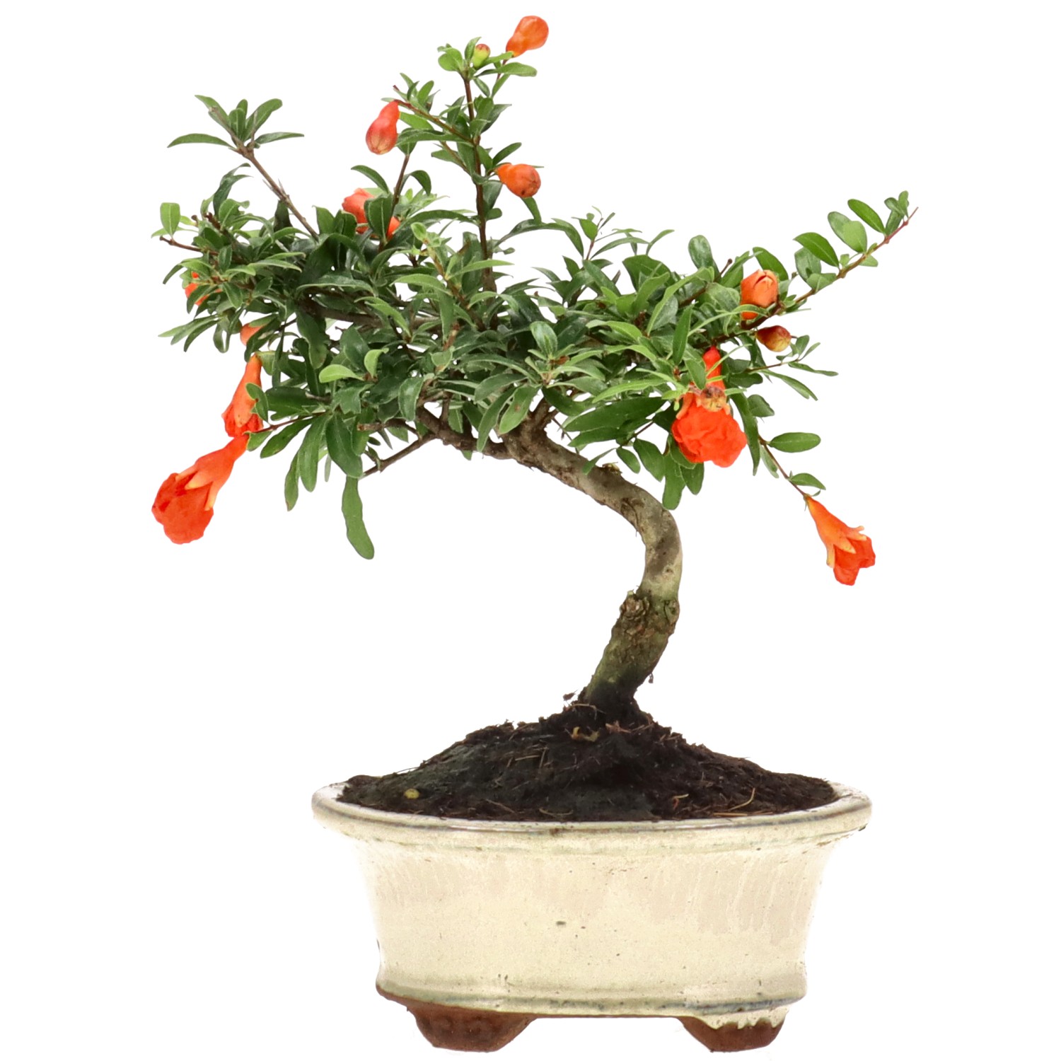 Grenadier commun, env. 7 ans (17 cm)