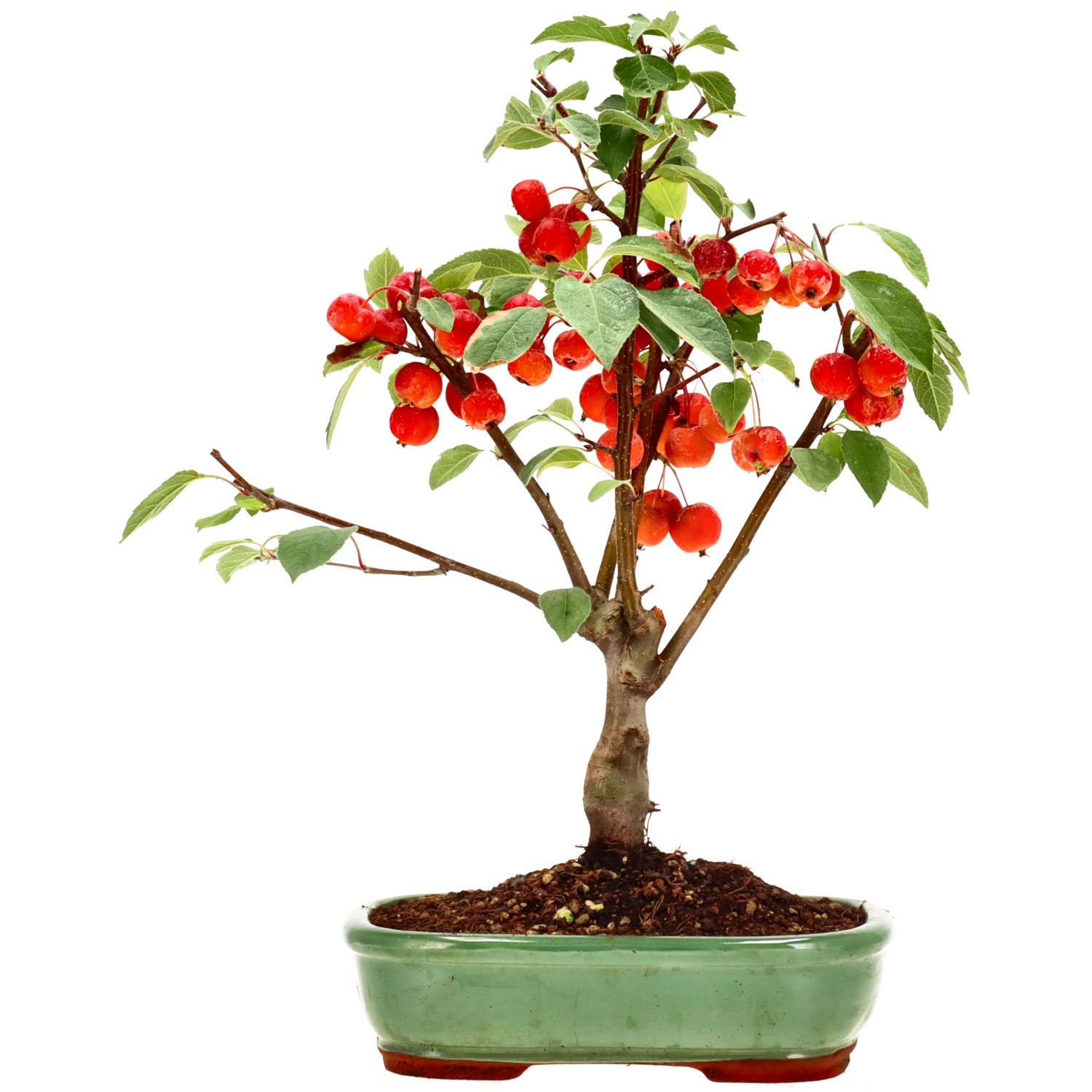 Pommier d’ornement, env. 12 ans (42 cm)