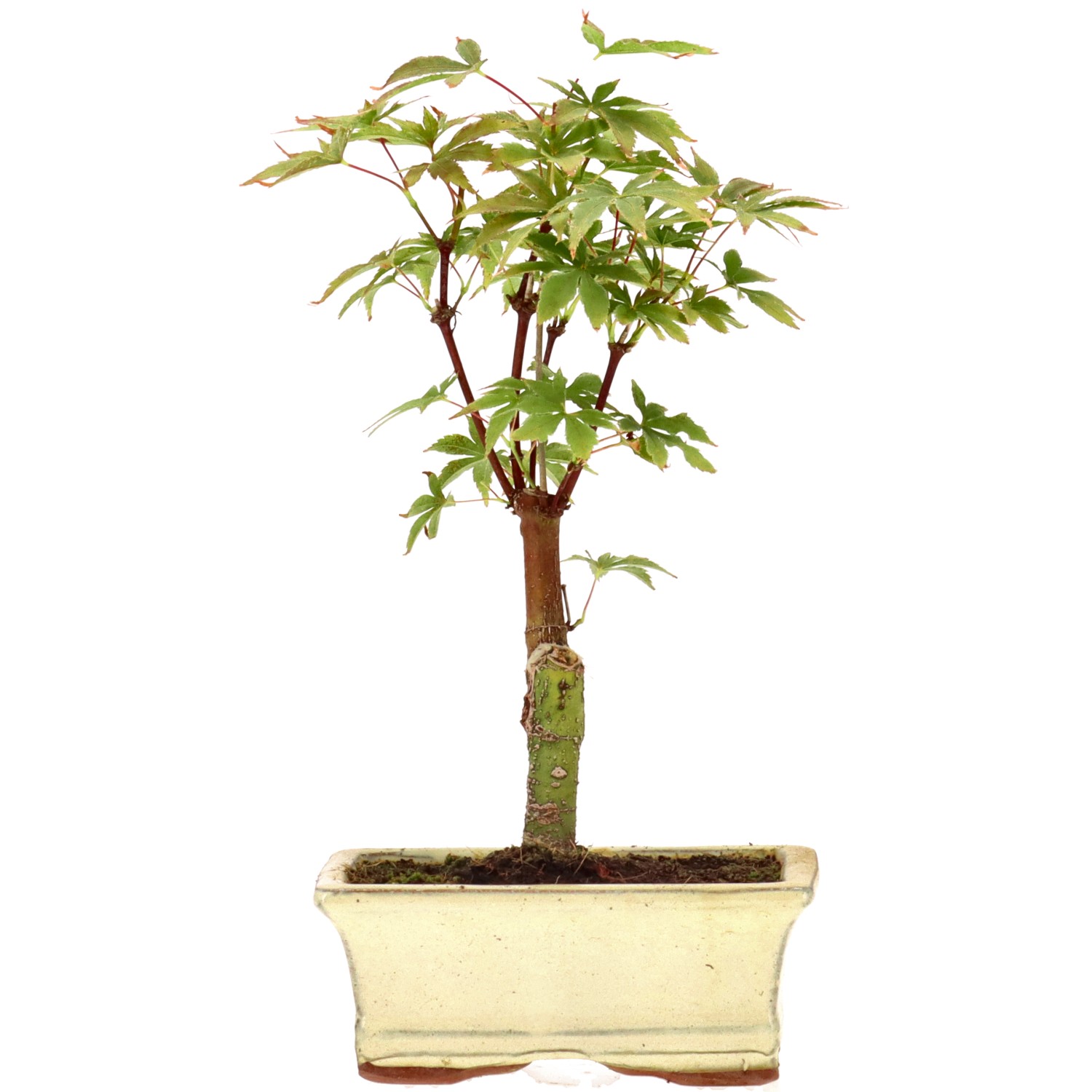 Jap. Maple (Deshojo), approx. 7 y. (23 cm)