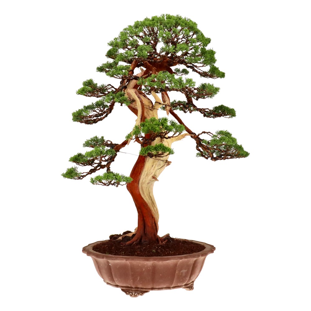 bonsai.fallbackImageTitle