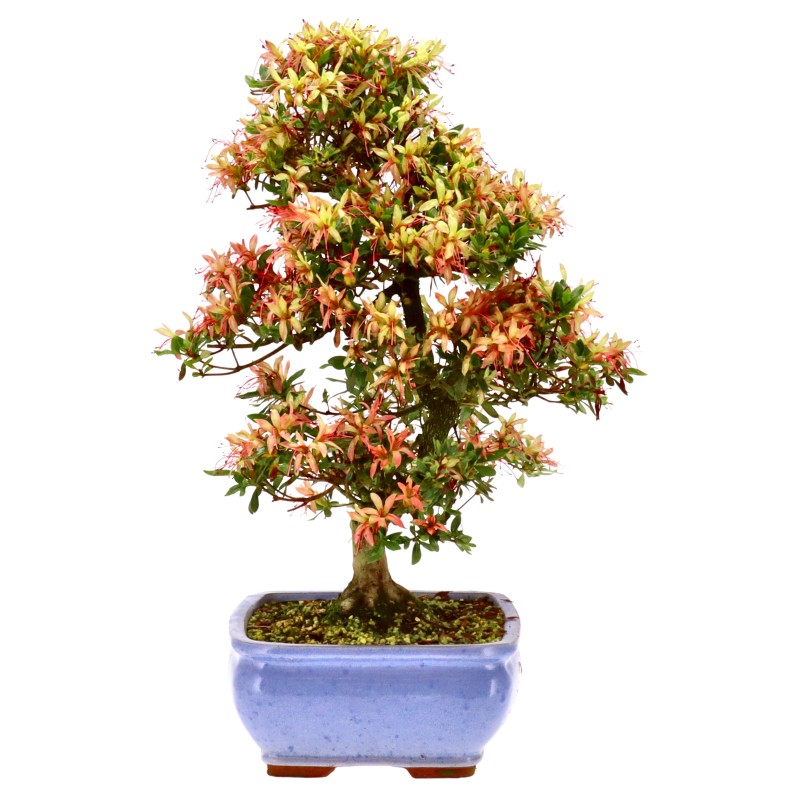 bonsai.fallbackImageTitle