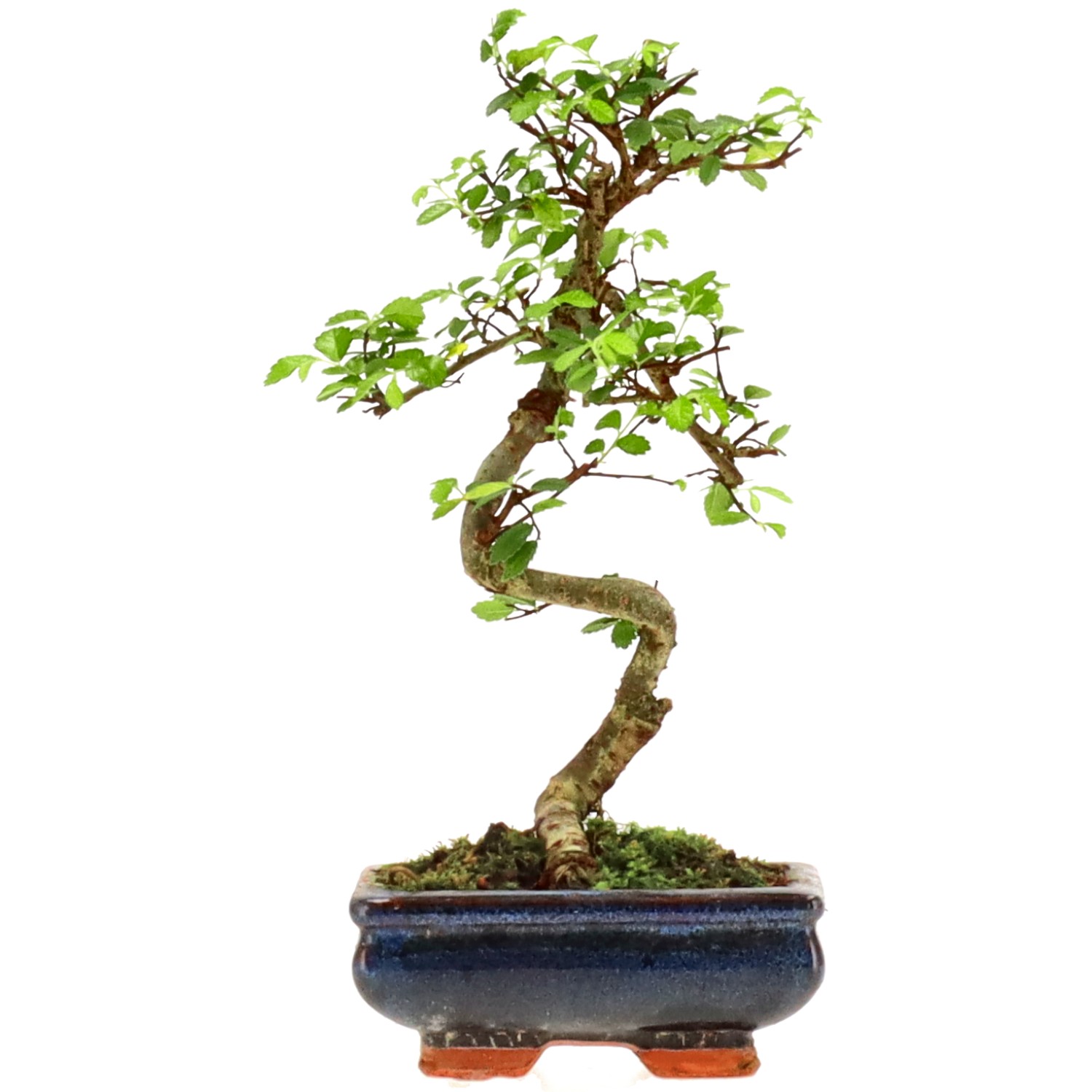 Olmo cinese, ca. 7 anni (25 cm)