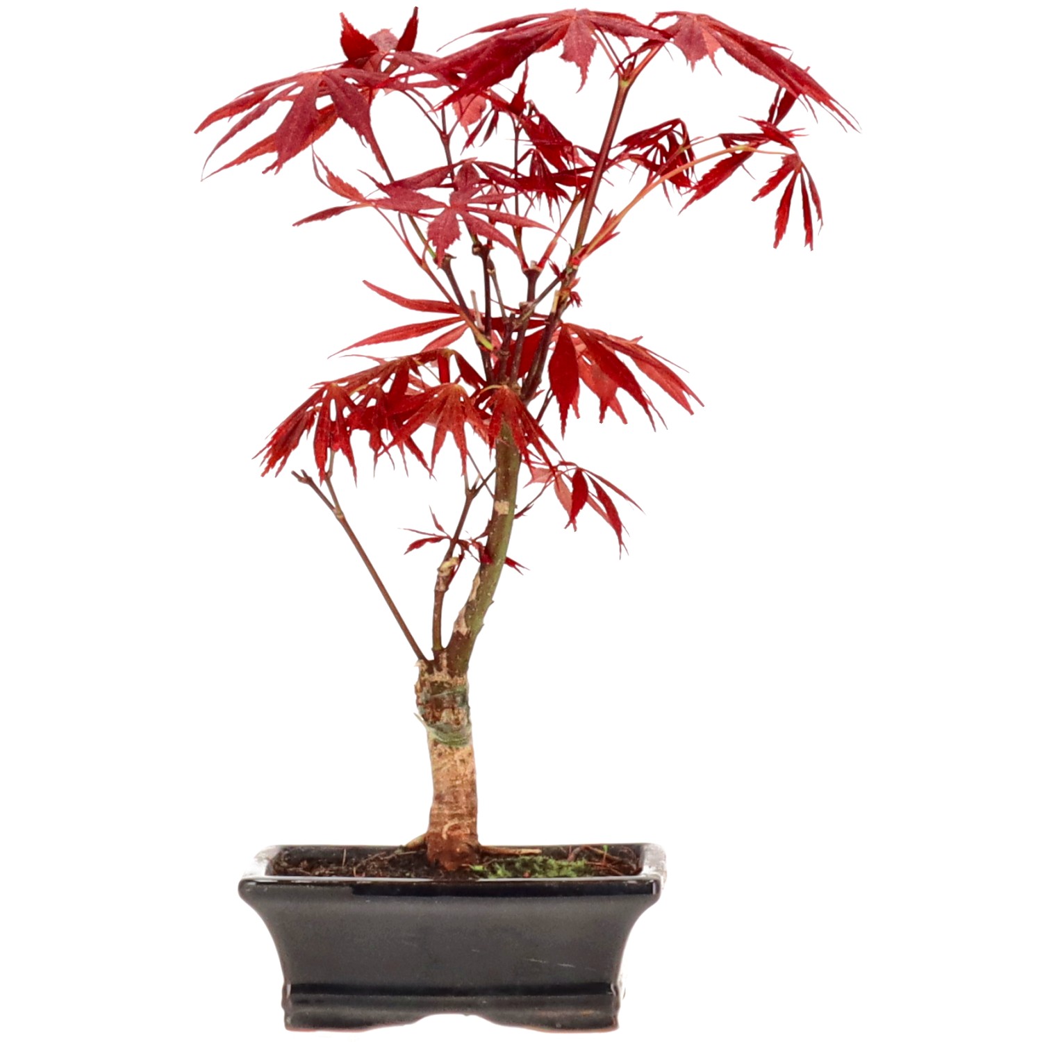 Jap. Fächerahorn (Atropurpureum), ca. 7 J. (30 cm)