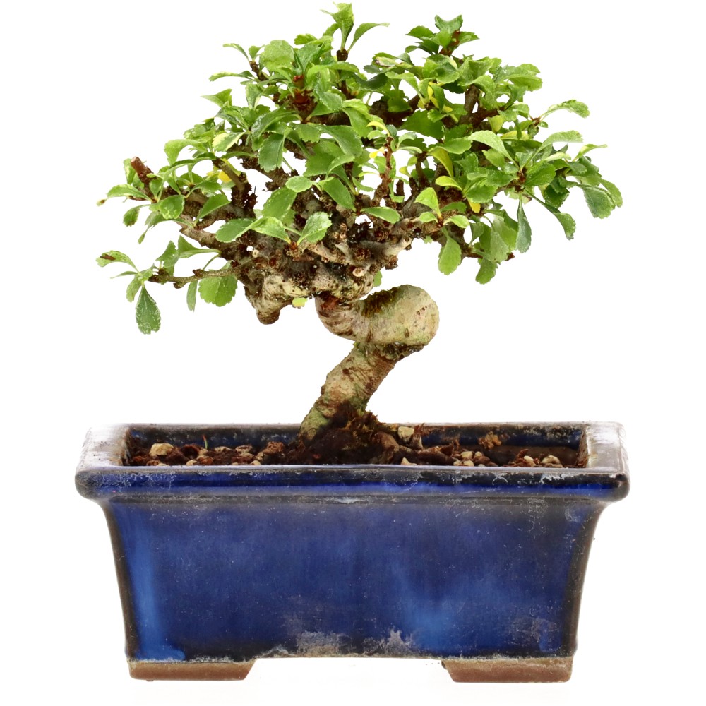 bonsai.fallbackImageTitle bonsai.fallbackImageTitle